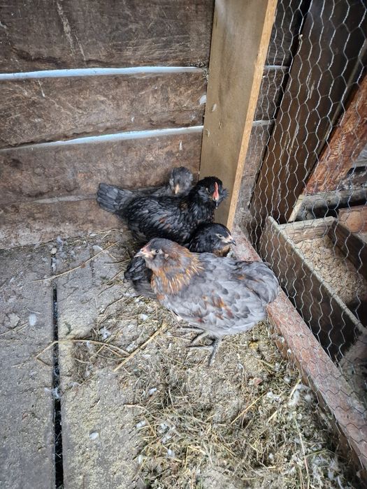 Vând cocos araucana