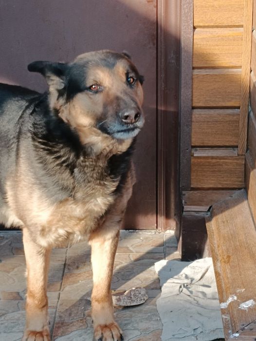 Отдам собаку в хорошие руки