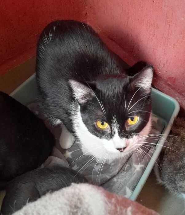 Adoptie pisica castrata Alb negru