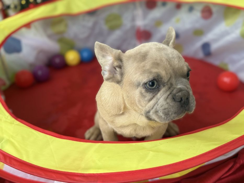 Bulldog Francez Merle / French Bulldog