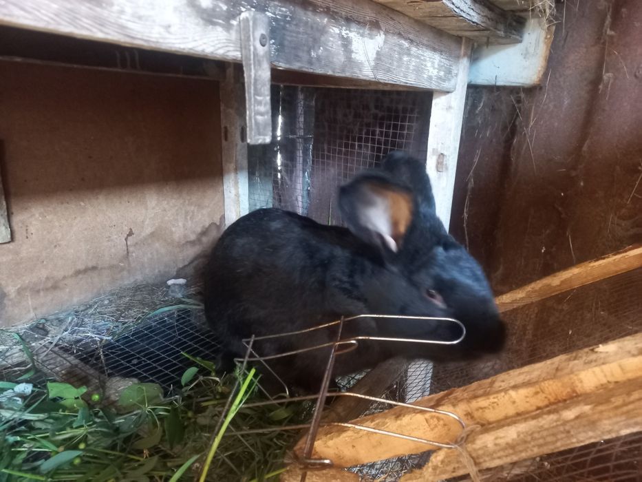 Продам кролла или обмен