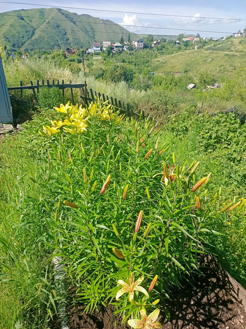 Продам  ухоженую  дачу на Аблакетке.