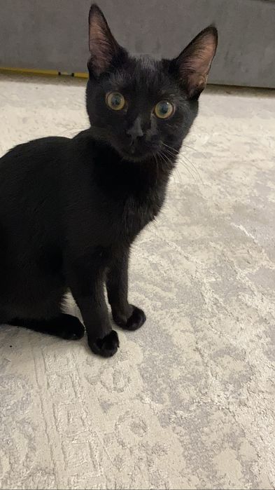 Отдаю котенка в хорошие руки