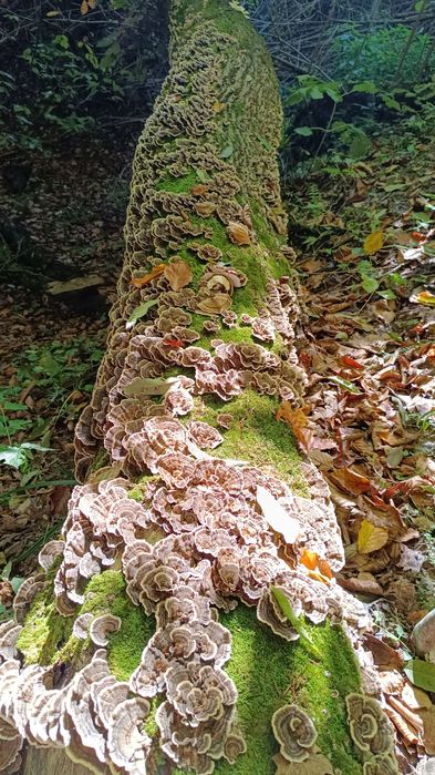 Vând ciuperci medicinale Ganoderma lucidum