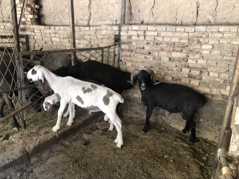 Qochqor solu qirgiz qoylar sotiladi