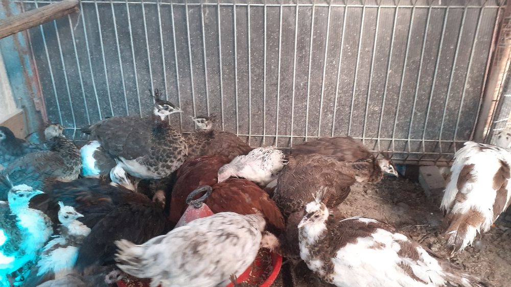 pui de paun arlechini și standard și rațe mandarin