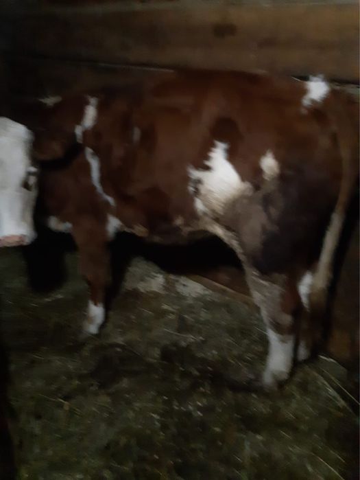 Balțată Roamănească 8 luni