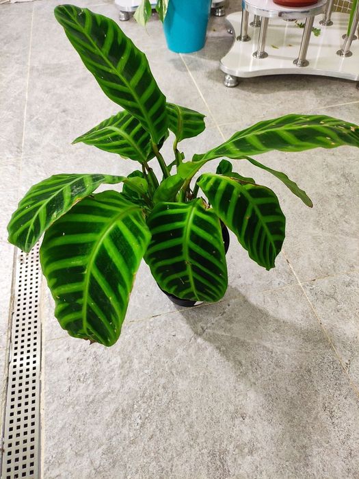 Растение Калатея зебрина