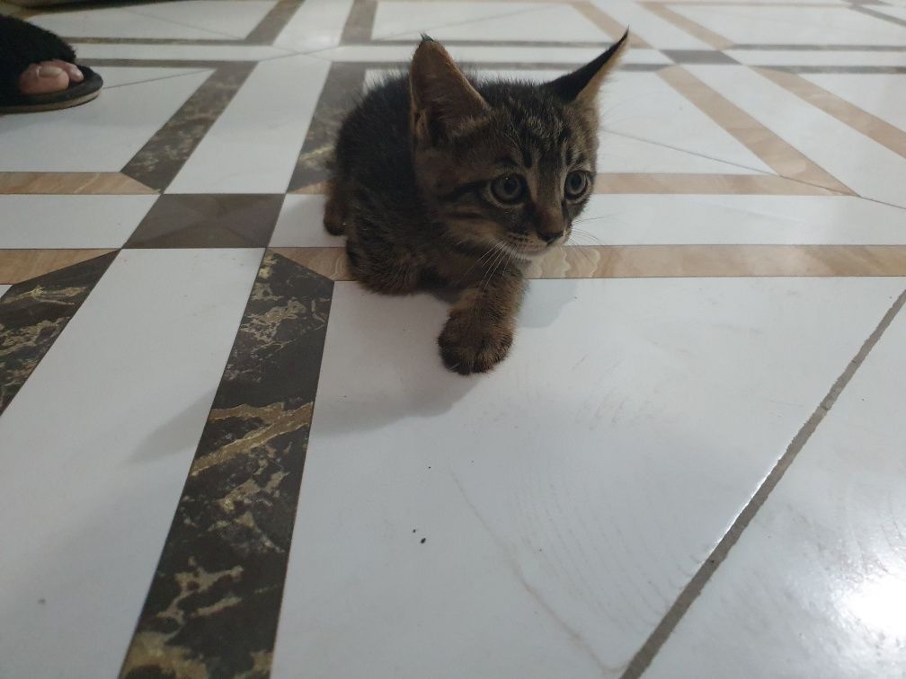 Котята, чистые ухоженные