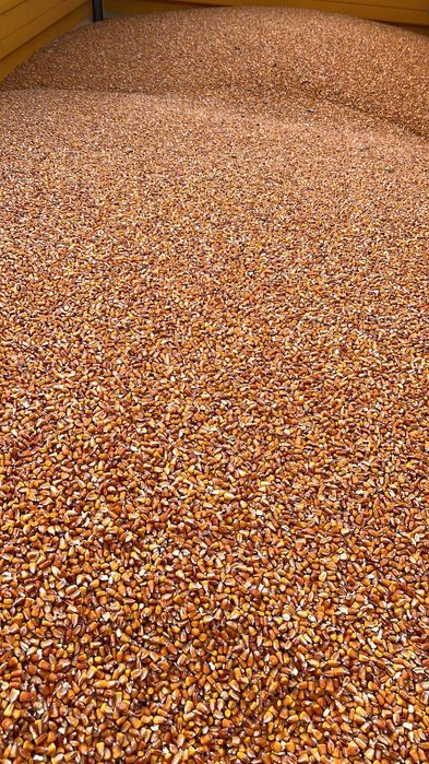 Vând porumb boabe recolta 2025