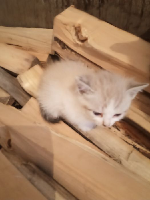 Отдам в добрые руки