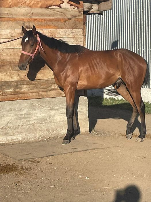 Таза қандв айғыр сатылады