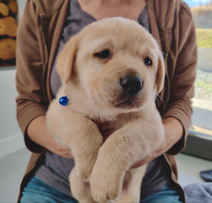 Pui Labrador Retriever cu Pedigree Tip A