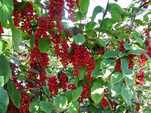 Arbuști Fructiferi (Schisandra )