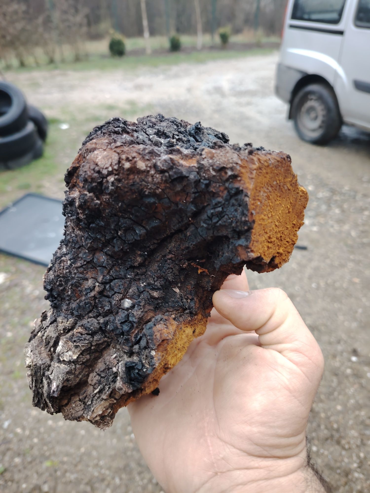 Chaga , aurul negru