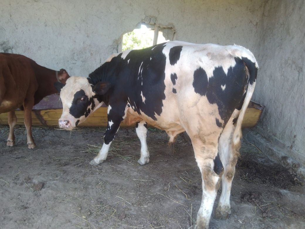 Sifatli paroda Buqqa sotiladi 19 million deyapmiz kelishamiz yana keli