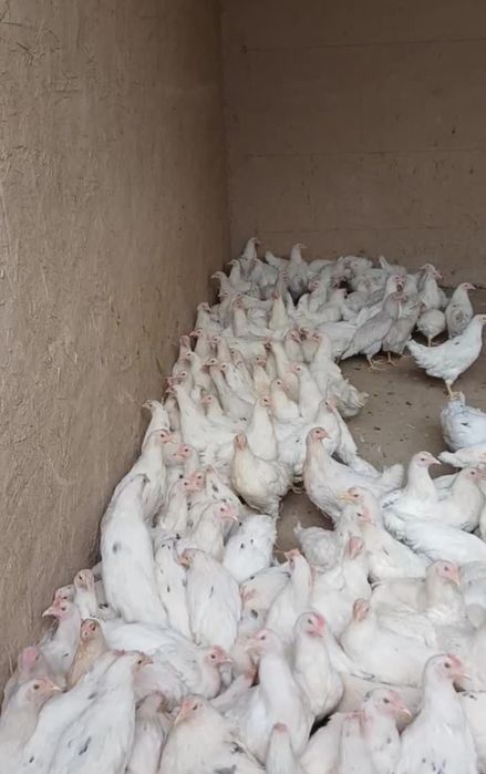 Tuxumga oq tovuqlar "Loman sendi " zotli tovuqlar mavjud...