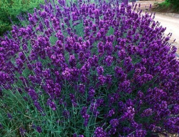 Pepiniera vând  lavanda la ghiveci și  trandafiri cataratori la ghivec