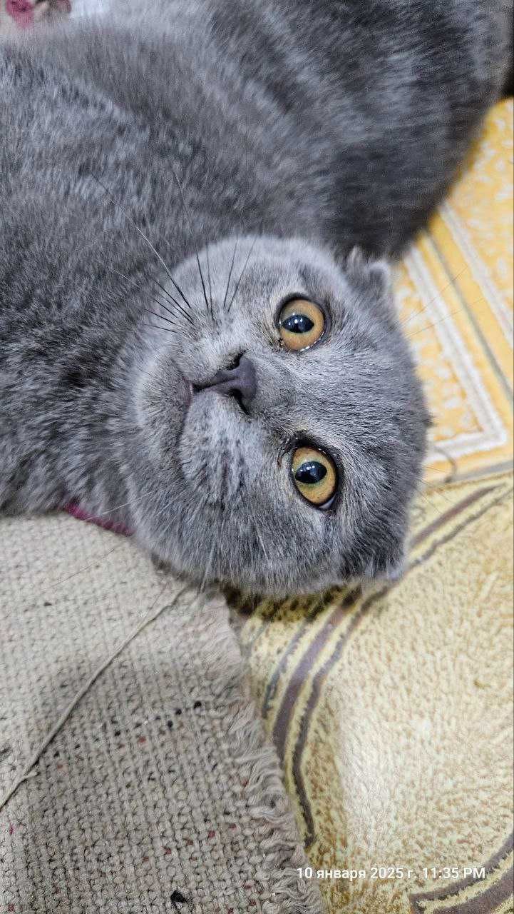 Котёнок, Шотландский фолд