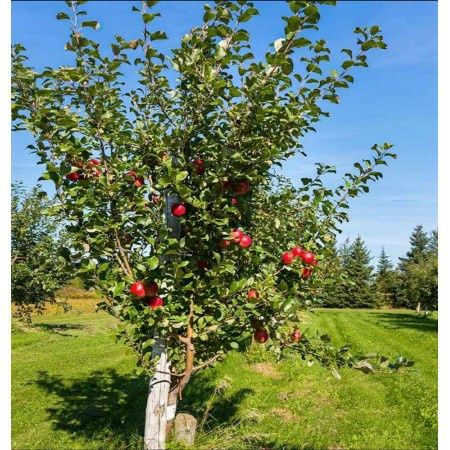 Pomi Fructiferi Dwarf (Mar )