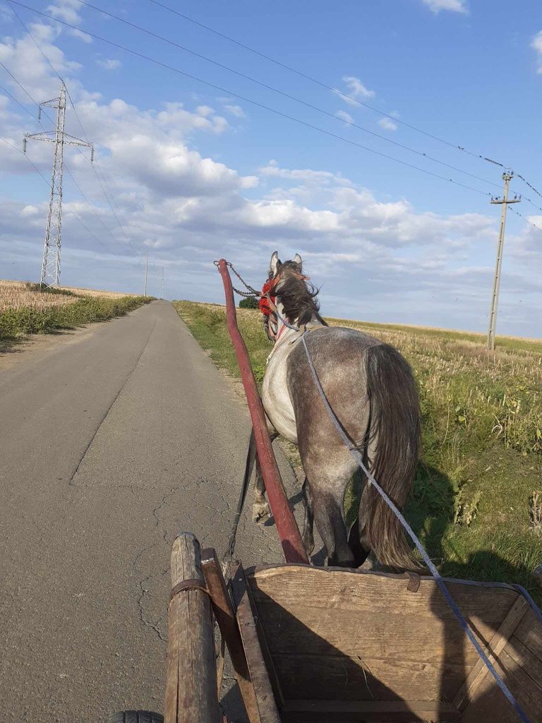 Vănd armăsar 7 ani sau schimb cu o vacă gestantă