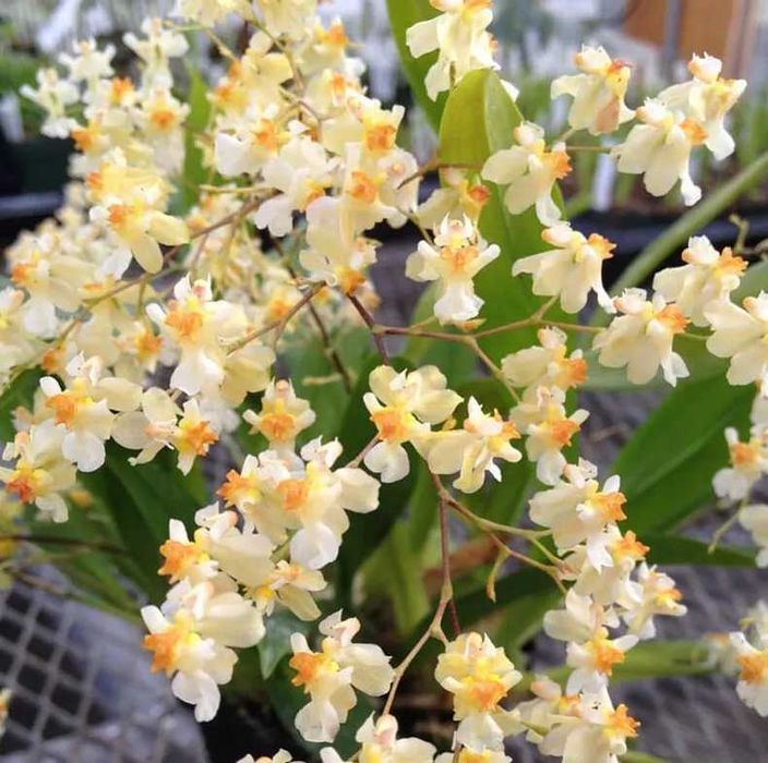 Орхидея онцидиум Twinkle 'Fragrance Fantasy'