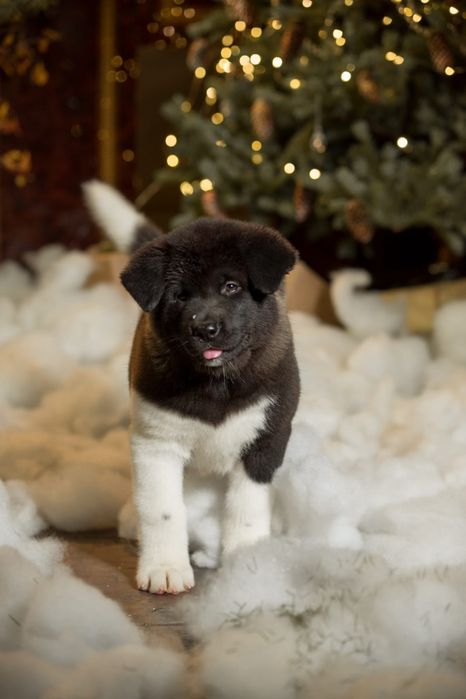 Продам Щенков Американской Акиты