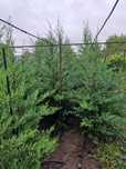 Leylandii 2m ( leyland , tuja chiparos )