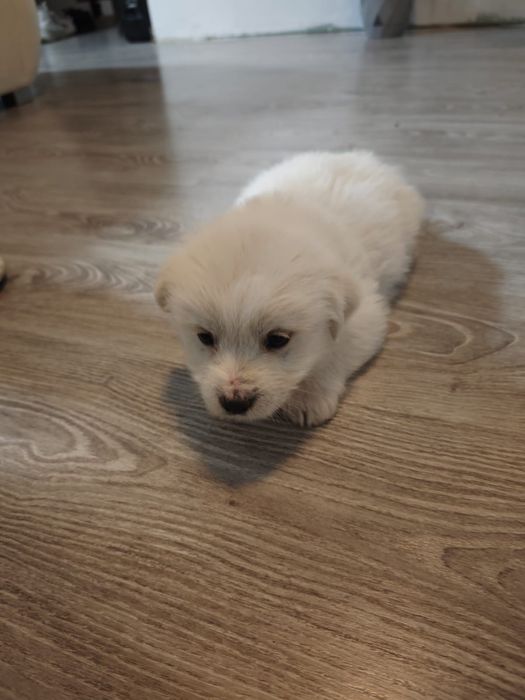 ADOPȚIE URGENTĂ: 4 Pui de Câine Albi, Jucăuși, Gata de Plecare