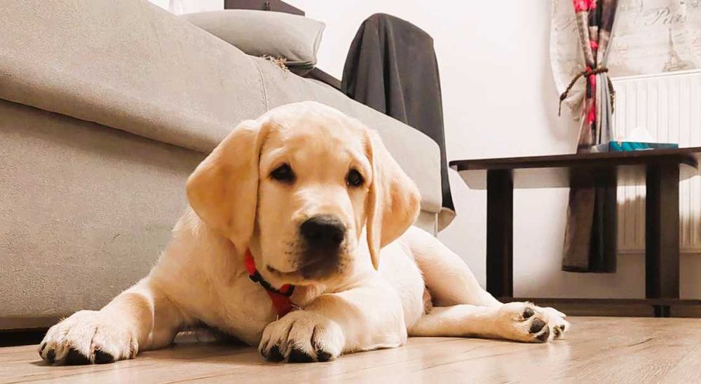 Labrador Retriever cu pedigree Tip A – canisă FCI Hidalgo’s Spirit