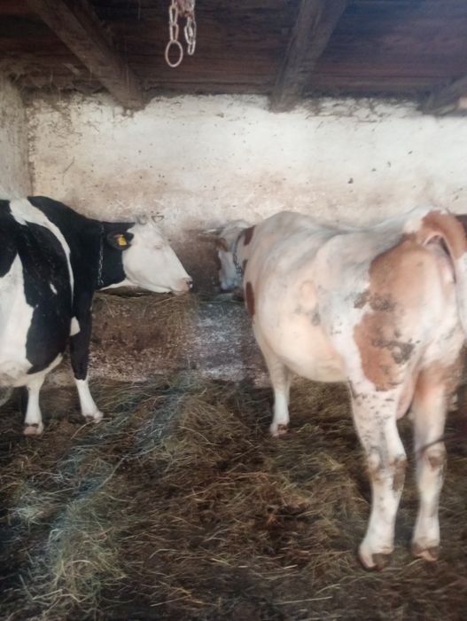 Vând vacii se poate văzut în lazuri