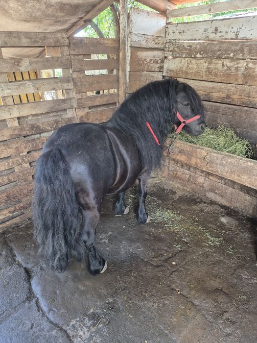Ponei de vânzare