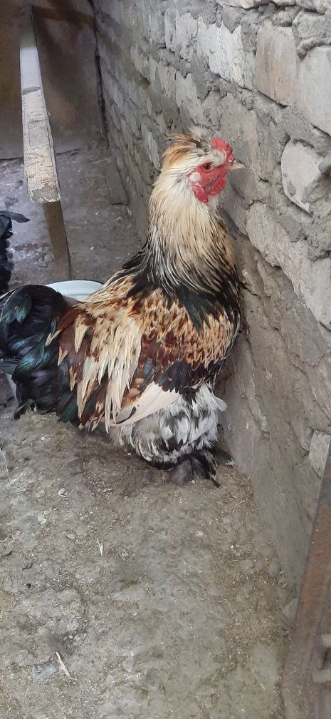 Продаётся петух смесь с брамой