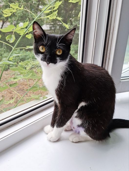 Стерелизованная кошечка Алиса 7 месяцев