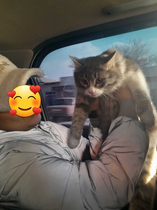 Mehribon qo‘llarga beriladi