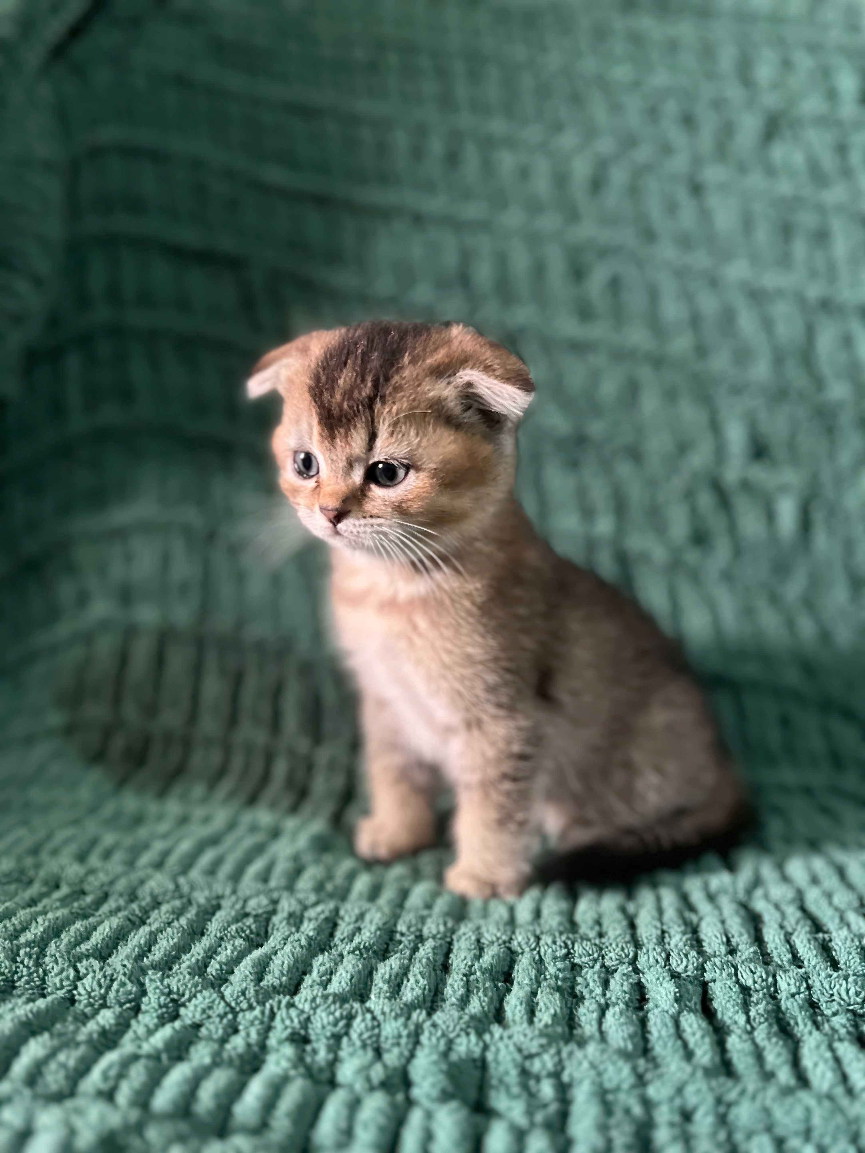 Милые котята скоттиш-фолд