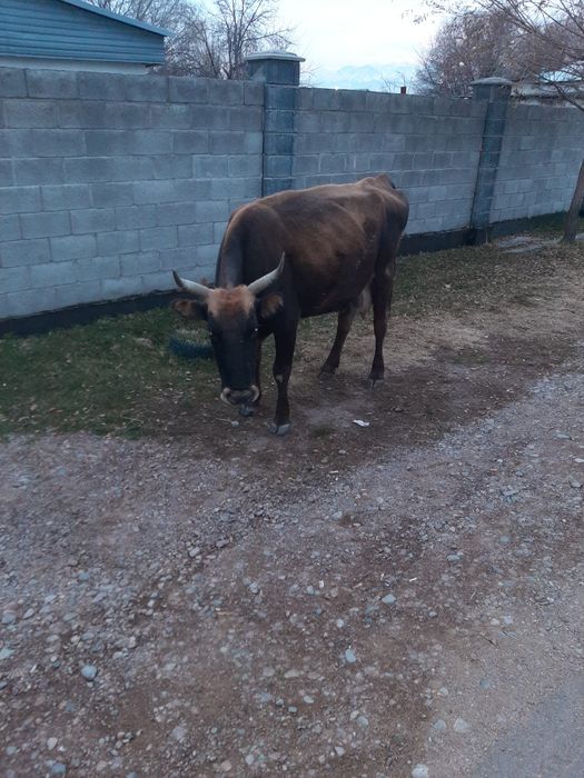 Продам корову, стельная.