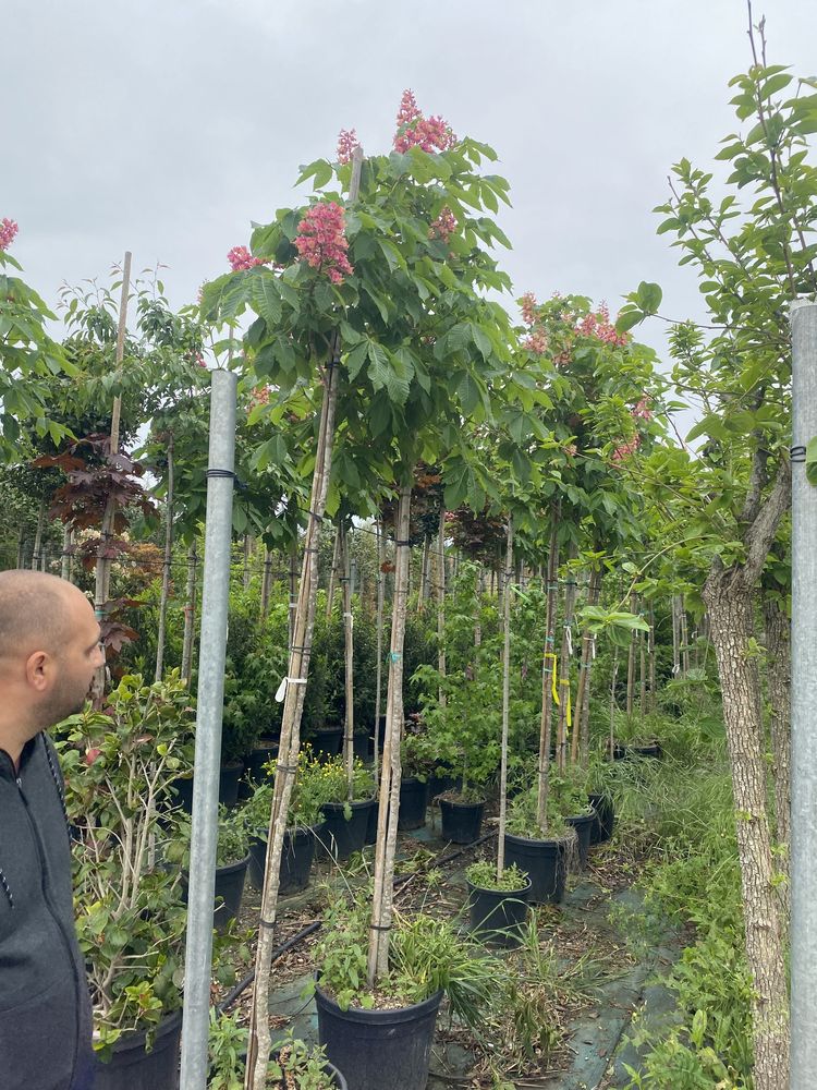 Plante pe tijă copăcei