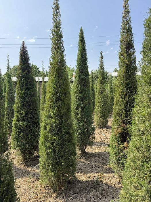 Majveniy archalarimiz sotiladi boyi 3.5m dan tanlab osela boladi