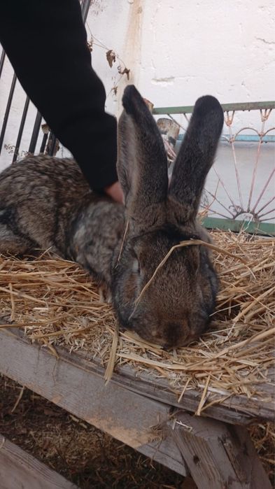 Продам кроликов фландер,калифорния,серебристый с клеткой