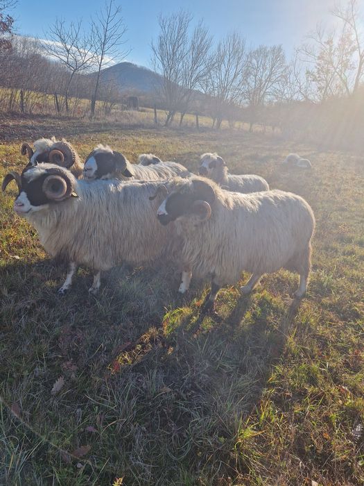 Vând berbeci sau schimb cu oi