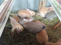 Крольчата 1.5 месяца