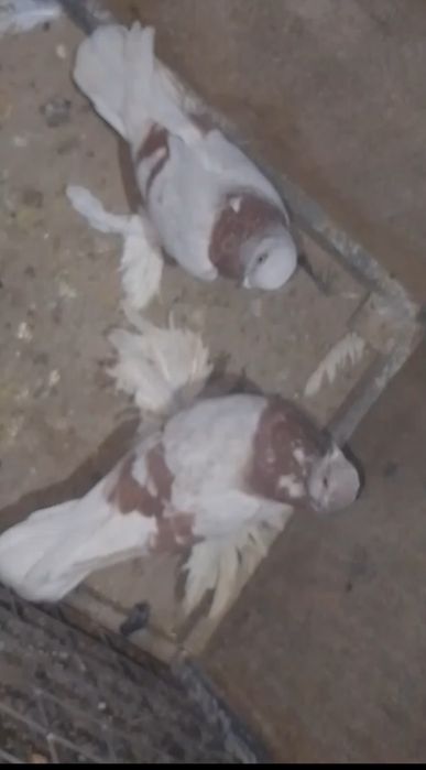 Голуби вантовые игровых линей