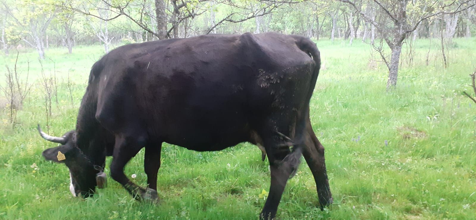 Vând vaca de 10 ani bună de lapte 11 litri de lapte la mulsoare