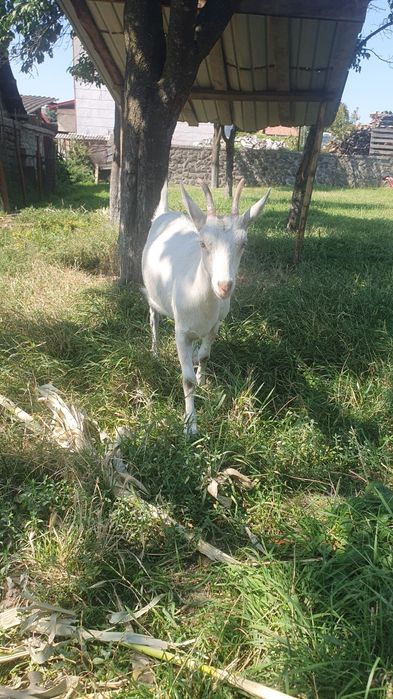 Animale de casa  disponibile