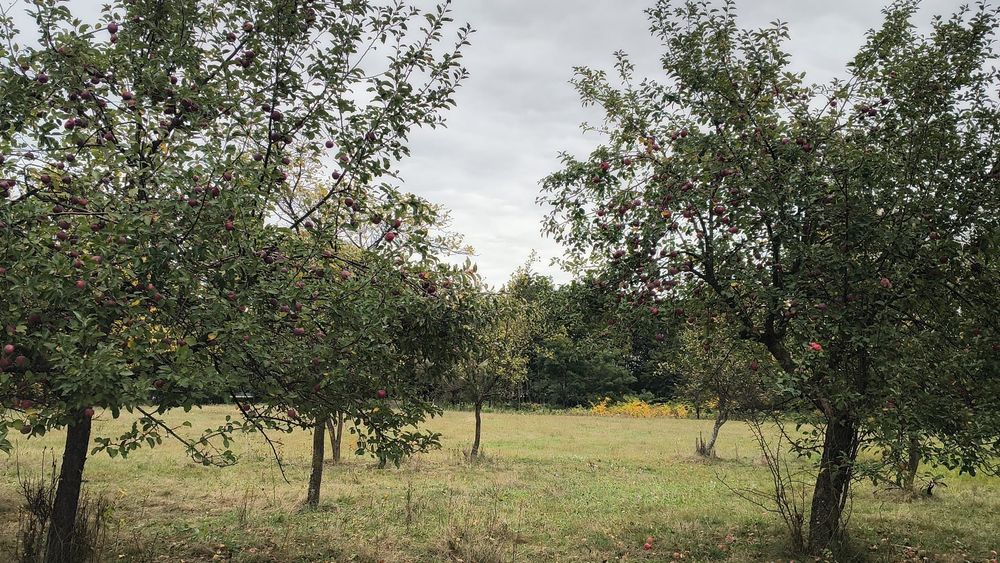 Mere florina de vânzare