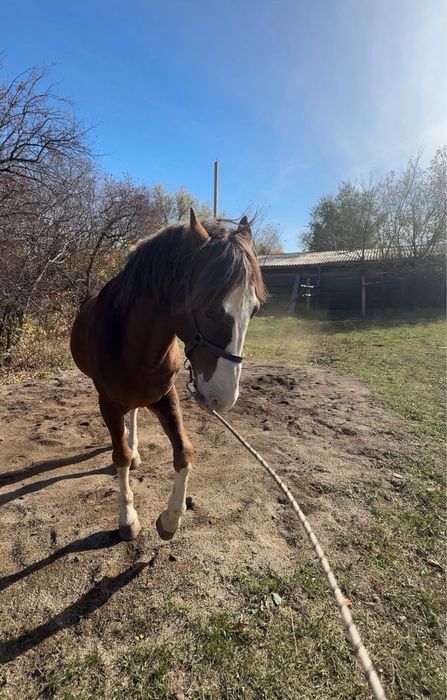 Продаются здоровые, целые жеребцы.