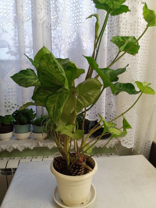 Продам комнатный цветок Сингониум- это представитель семейства Ароидны