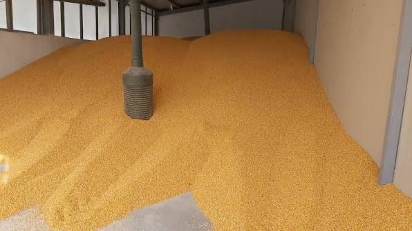 Porumb vrac recolta 2025