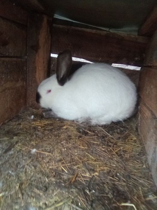 Iepuri de vânzare Prahova